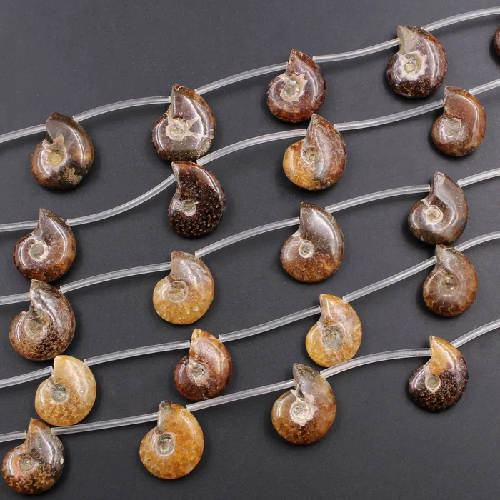 Drilled Natural Baby Ammonite Fossil Beads 22mm Top Side Drilled Focal Bead Matched Pair Good for Earrings 16 Strand Intrinsic Trading Earrings